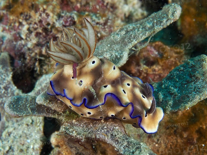 Brown nudibranch with blue edges, magnificent star snail (Hypselodoris tryoni), lying on a coral reef, dive site Napoleon, Permuteran, Bali, Indonesia, Asia