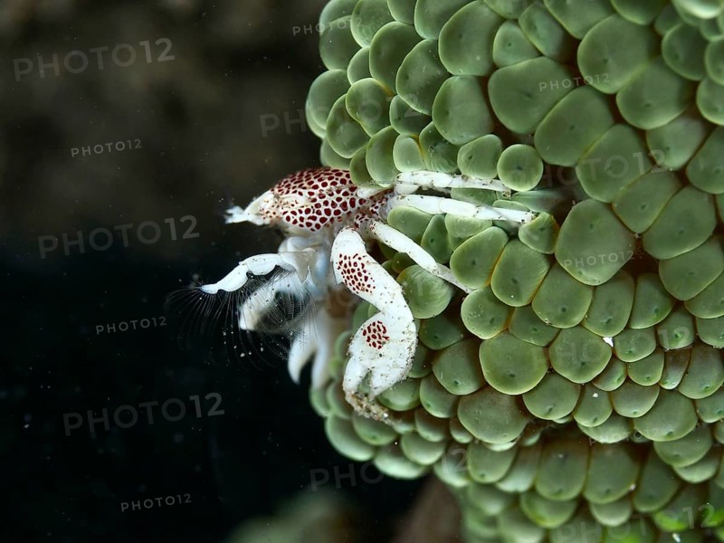 Spotted porcelain crab (Neopetrolisthes maculatus) clinging to a green sea anemone, dive site House Reef, Penyapangan, Bali, Indonesia, Asia