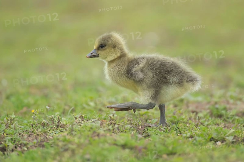 Greylag goose (Anser anser) juvenile baby gosling bird walking on grassland, England, United Kingdom, Europe