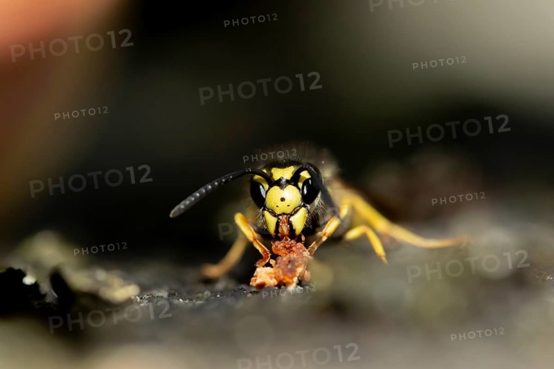 Common wasp (Vespula vulgaris) adult insect feeding on fallen fruit in a garden in summer, England, United Kingdom, Europe