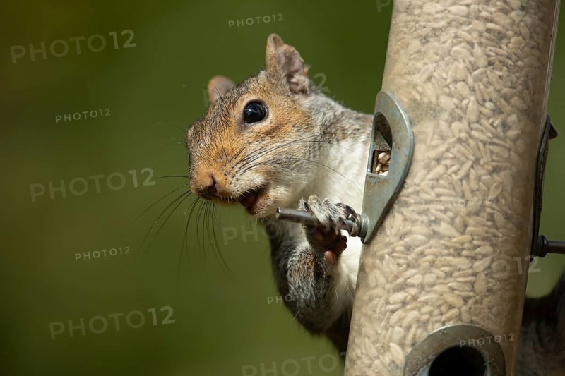 Grey squirrel (Sciurus carolinensis) adult animal on a garden bird feeder with sunflower seeds, England, United Kingdom, Europe