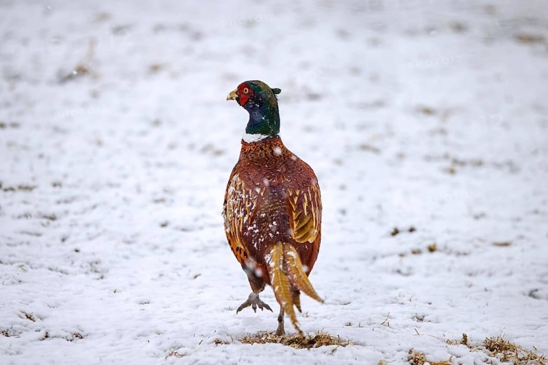 Common pheasant, ring-necked pheasant (Phasianus colchicus) male, cock foraging in snow covered meadow, field in winter