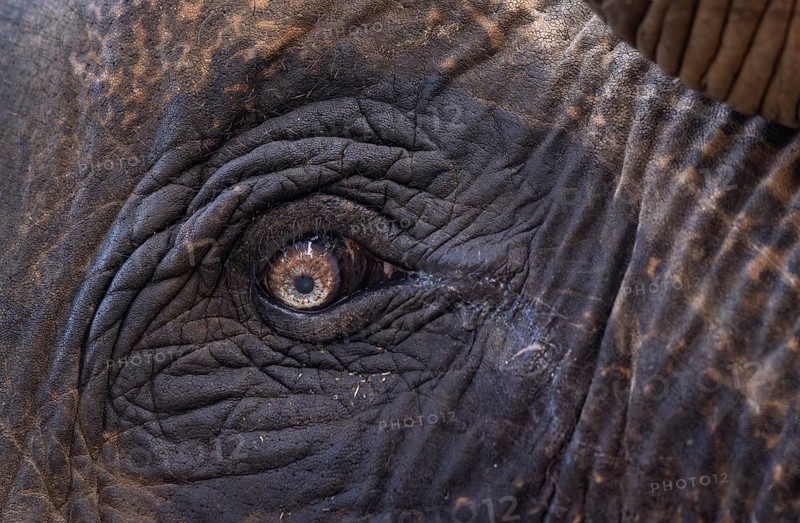 Closeup of a eye of an asian captive elephant in India