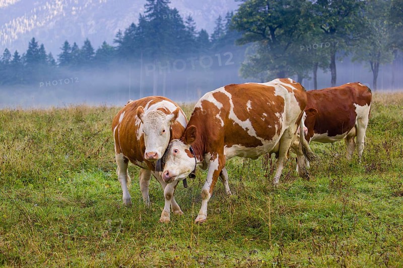Two Holstein Friesian cows stand fighting in a meadow on a foggy day, while a forest can be seen in the background. Eng Valley, Austria, Europe