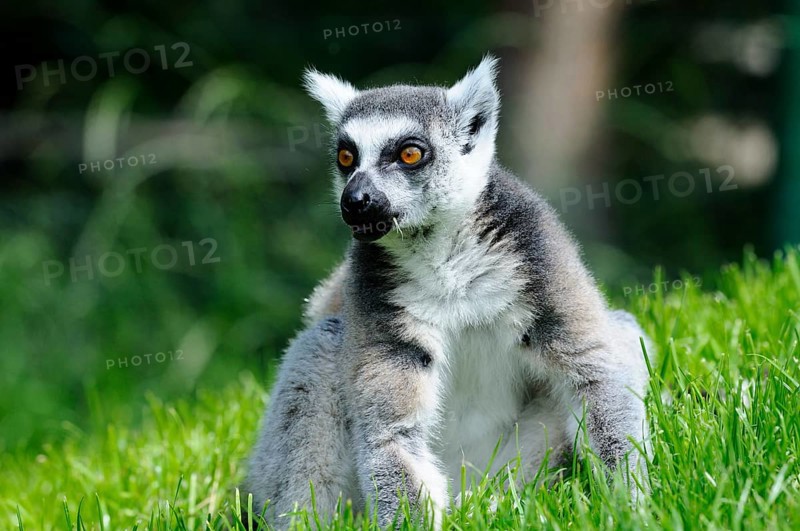 A sitting lemur on the meadow with an attentive expression on its face, Ring-tailed Lemur (Lemur catta), Augsburg Zoo