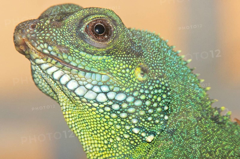 Green iguana, close-up, Chiang Mai, Thailand, Asia