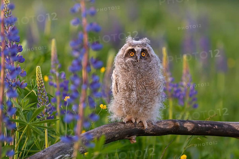 One young long-eared owl (Asio otus), sitting on a branch that is lying in a field of flowering lupines in late light
