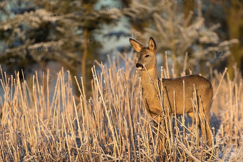 Roe deer standing in hoar frosted dead stinging nettle at minus 15 °C at sunrise. Trees and dead stinging nettle in background