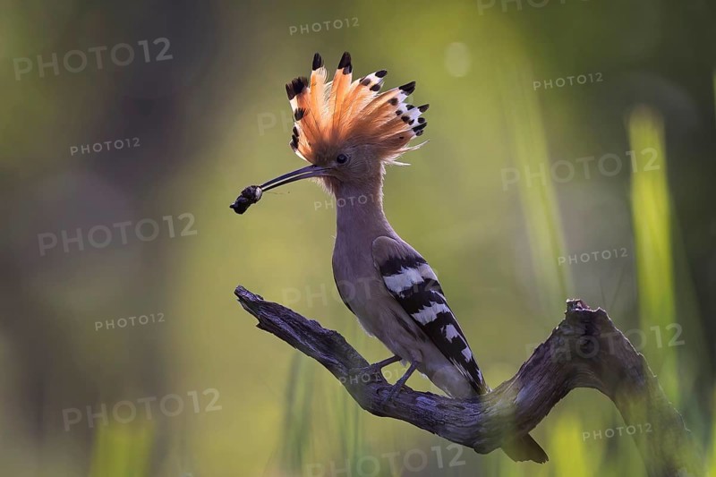Hoopoe (Upupa epops) Bird of the Year 2022, male with beetle larva as food for the young birds, foraging, erected canopy, sunrise, backlight, summer feeling, Middle Elbe Biosphere Reserve, Saxony-Anhalt, Germany, Europe
