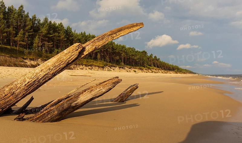 Beach at sunrise, close to Stegna, a village in Nowy Dwór Gdanski County, Pomeranian Voivodeship, in northern Poland. Driftwood in early morning light