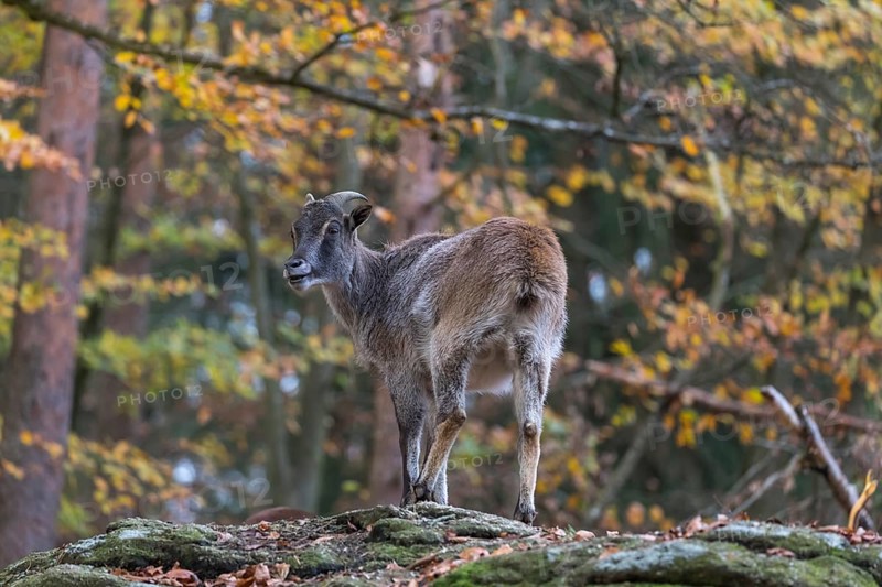 One female Himalayan Tahr (Hemitragus jemlahicus) standing in a forest. Green and yellow forest in the background