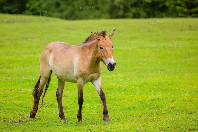 A Przewalski's horse (Equus ferus przewalskii or Equus przewalskii), walks across a paddock