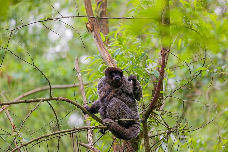 A common woolly monkey, brown woolly monkey, or Humboldt's woolly monkey (Lagothrix lagothricha) climbs in a tree