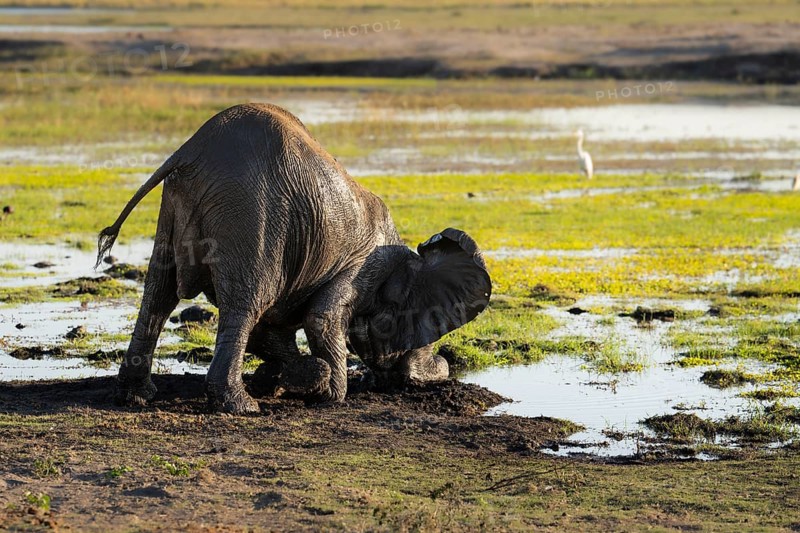 Young elephant calf, Loxodonta africana, pushes its head into the mud. Its back is lifted up, face and trunk in the mud. Chobe National Park, Botswana, Africa