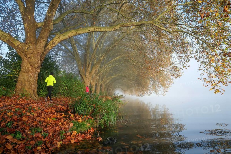 Essen, North Rhine-Westphalia, Germany, Golden autumn at Lake Baldeney. Cyclists and joggers in the morning mist on the lakeside path under plane trees, Europe