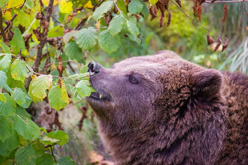 An adult female brown bear (Ursus arctos arctos) eating leaves from a birch tree