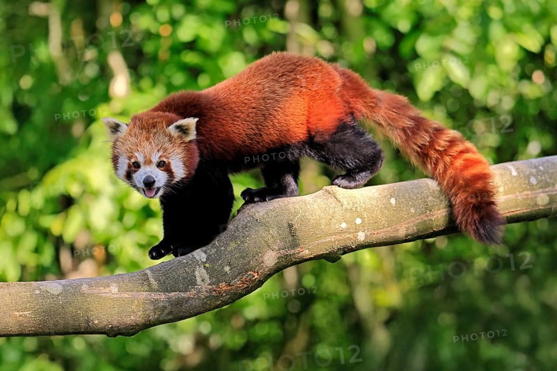 Western Red panda Ailurus fulgens), adult, on tree trunk, running, captive, Himalayas, Central Asia
