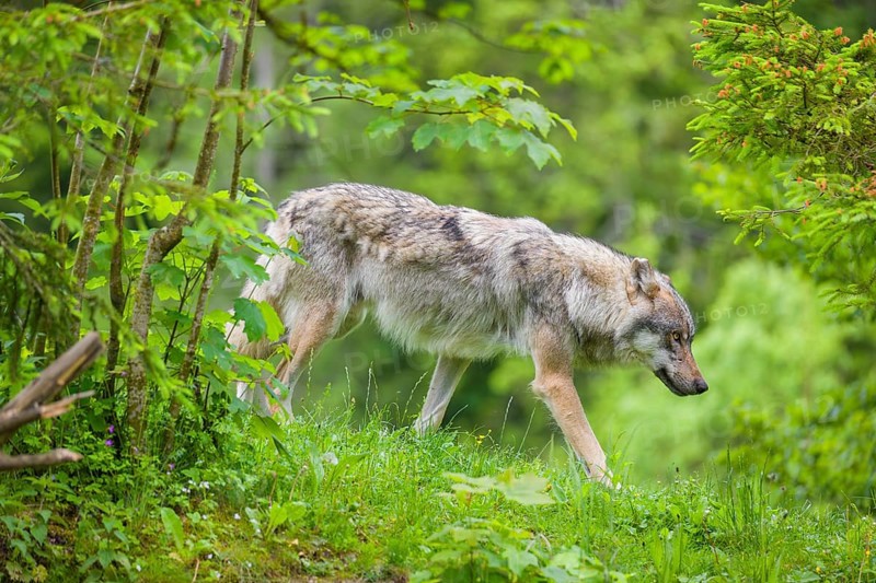 A male grey wolf (Canis lupus lupus) runs down a hill across a meadow