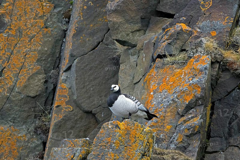 Barnacle goose (Branta leucopsis) standing on rock ledge in cliff face in summer on Svalbard, Spitsbergen