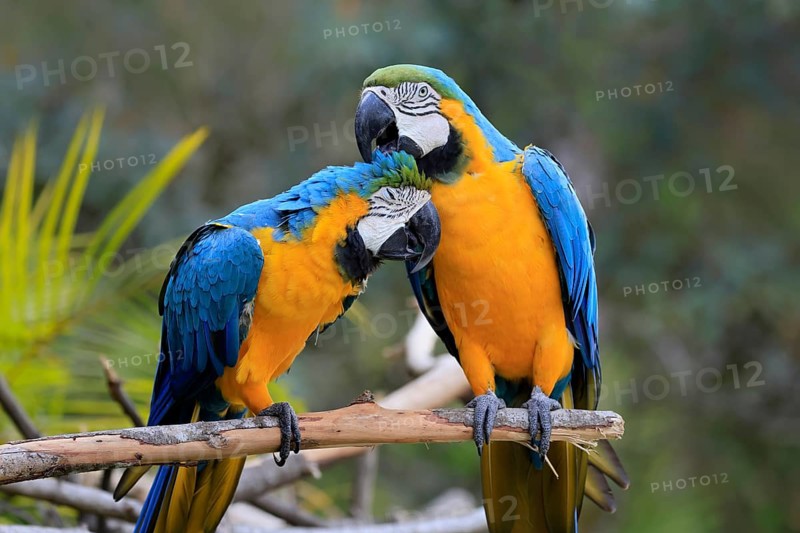 Yellow-breasted Macaw (Ara ararauna), adult, perch, pair, social behaviour, plumage care, South America