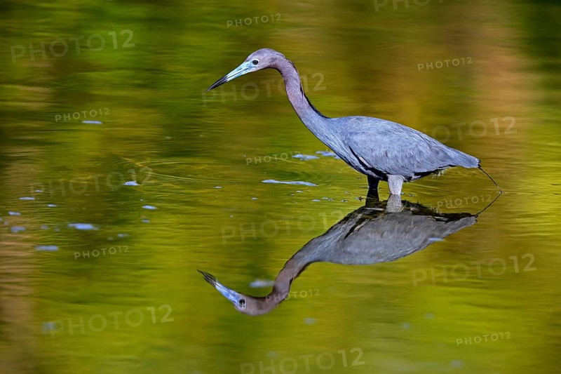 Great Blue Heron (Egretta caerulea), adult, in water, alert, foraging, Merritt Island, Black Point Wildlife Drive, Florida, USA, North America