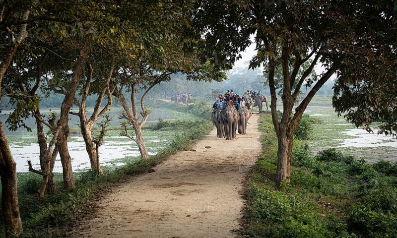 Tourists ride elephants during a safari at Kaziranga National Park on December 5, 2024 in Kaziranga, India. Kaziranga National Park, in Assam is a UNESCO World Heritage Site renowned for its biodiversity