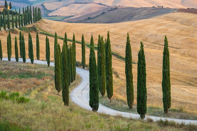 Typical Tuscan landscape in Crete Senesi with hills, trees, fields, cypresses and farm road in autumn, sunrise, Agriturismo Baccoleno, UNESCO World Heritage Site, Siena Province, Tuscany, Italy, Europe