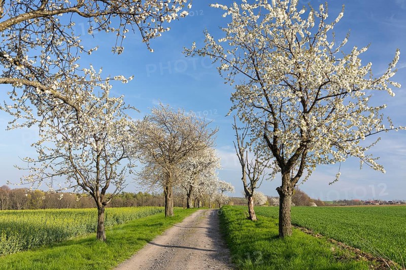 Cherry tree avenue (Prunus) in bloom, Klipphausen, Saxony, Germany, Europe