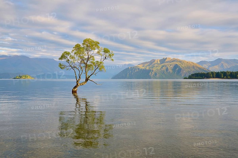 A lone tree in the water under a cloudy sky, surrounded by mountains, summer, Lake Wanaka, Wanaka, Otago, South Island, New Zealand, Oceania