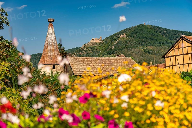 Colourful flower arrangements in Ribeauville, Alsace, France, Europe