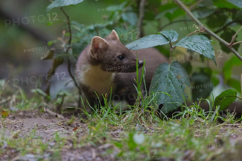 Young european pine marten sitting on the ground framed with green leaves
