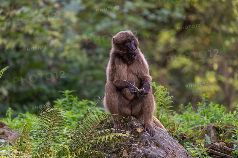 Portrait of an adult female Gelada (Theropithecus gelada), or bleeding-heart monkey, resting on a log and feeding on some leaves. A green forest in the background
