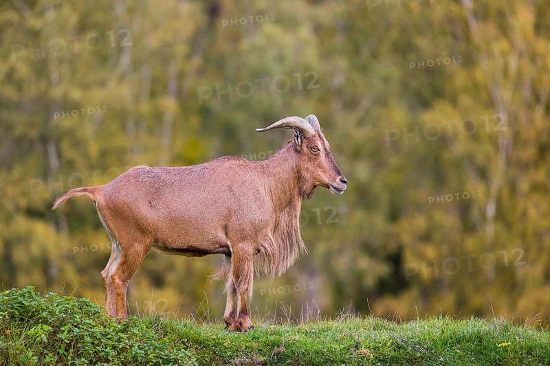 One Barbary sheep (Ammotragus lervia) stands on green hilly ground. A forest is in the background