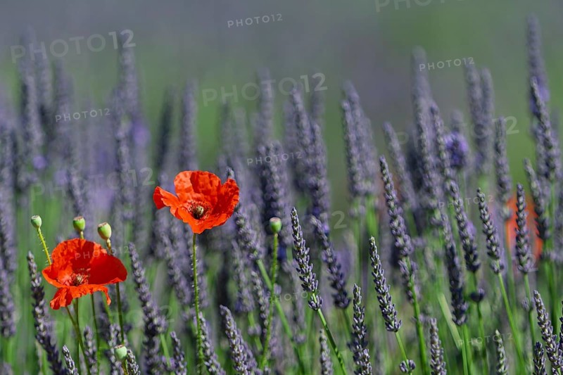 Corn poppy in a lavender field, Provence, France, Europe