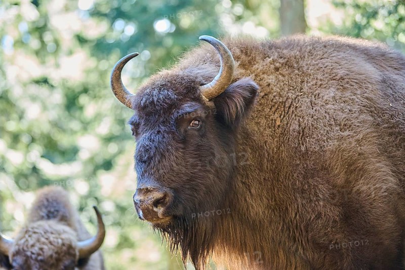 European bison (Bison bonasus) portrait in a forest in spring, Bavarian Forest, Germany, Europe