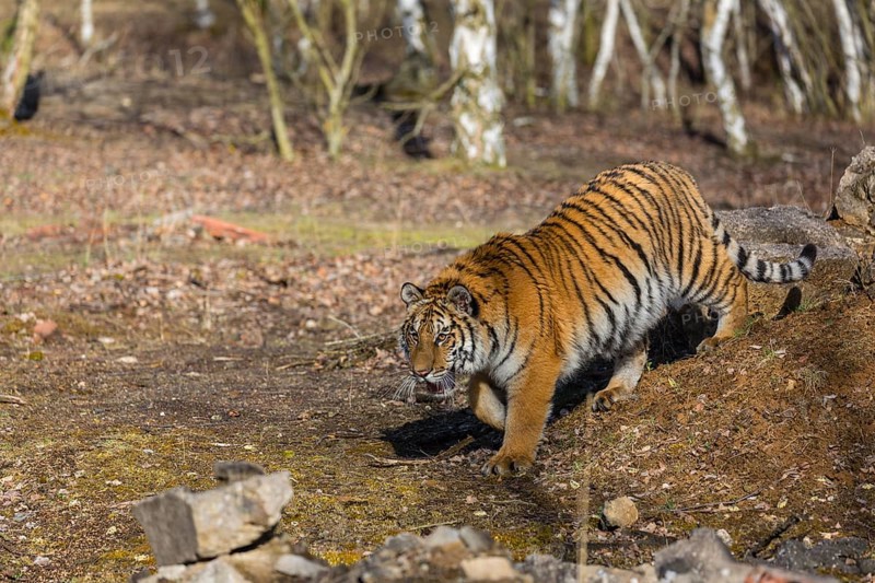 One young female Siberian Tiger, Panthera tigris altaica, walking over rocks in a birch tree forest. Early morning light