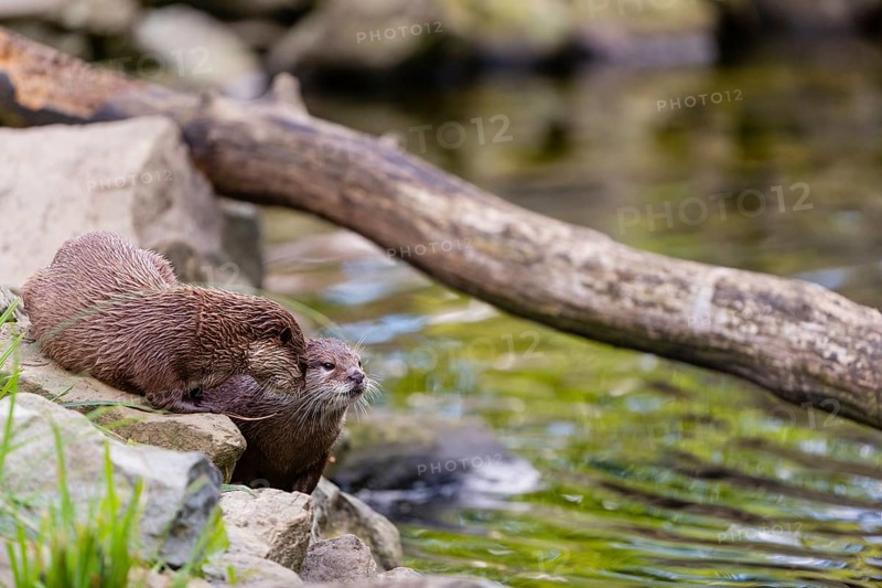 Two oriental small-clawed otter or Asian small-clawed otter (Aonyx cinerea), standing on the rocky riverbank. Green water reflections and a log in the background