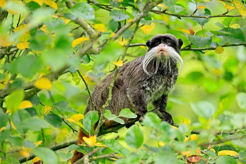 Emperor bearded tamarin (Saguinus imperator subgrisescens), adult, on tree, alert, South America