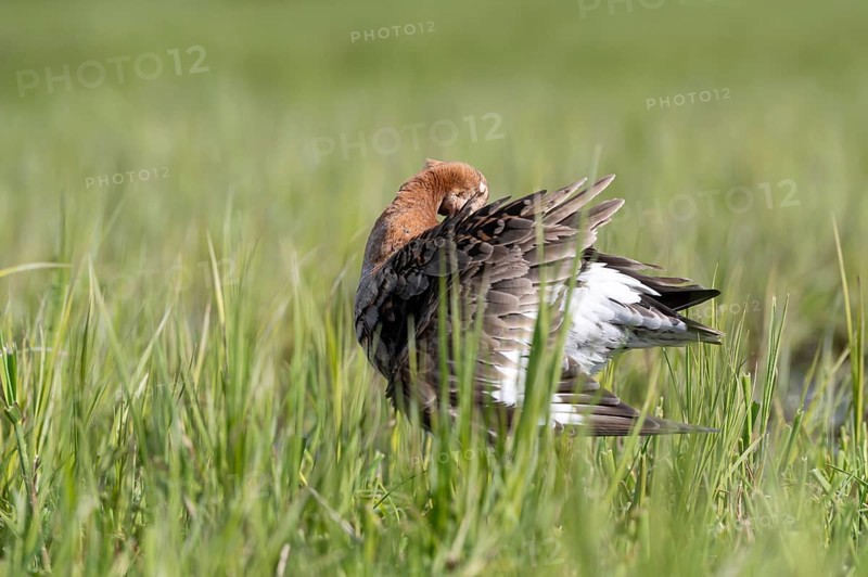 Black-tailed godwit (Limosa limosa), preening itself, plumage care, Ochsenmoor, Dümmer, Lemförde, Lower Saxony, Germany, Europe