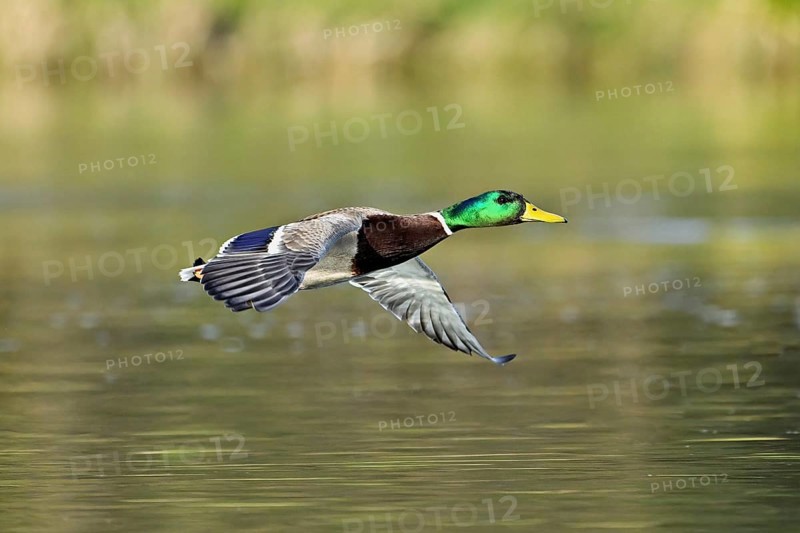 Mallard (Anas platyrhynchos), drake in flight, Switzerland, Europe