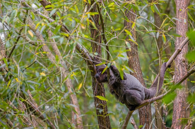 A common woolly monkey, brown woolly monkey, or Humboldt's woolly monkey (3) (Lagothrix lagothricha) climbs in a tree