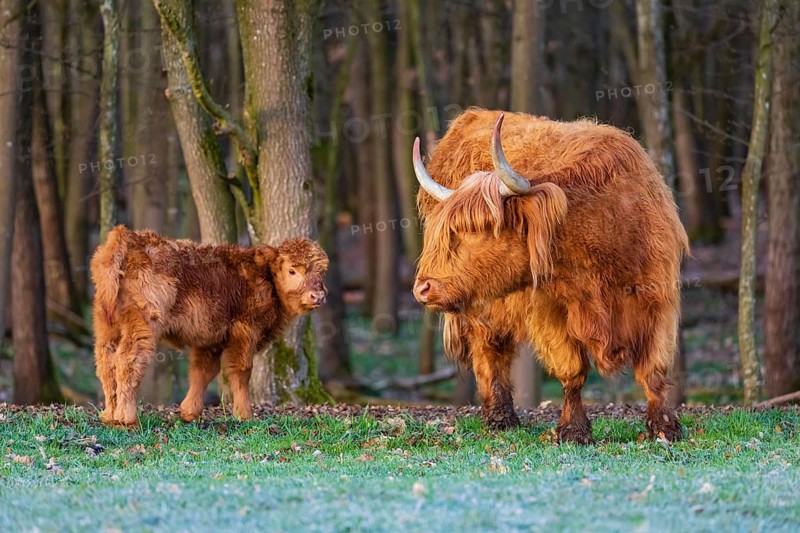 One Highland cow (Bos (primigenius) taurus) and her calf stand at a forest edge