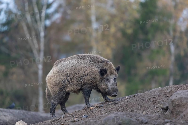 One wild boar or wild pig (Sus scrofa), standing on a hill of debris, with an autumnal colored forest in the background