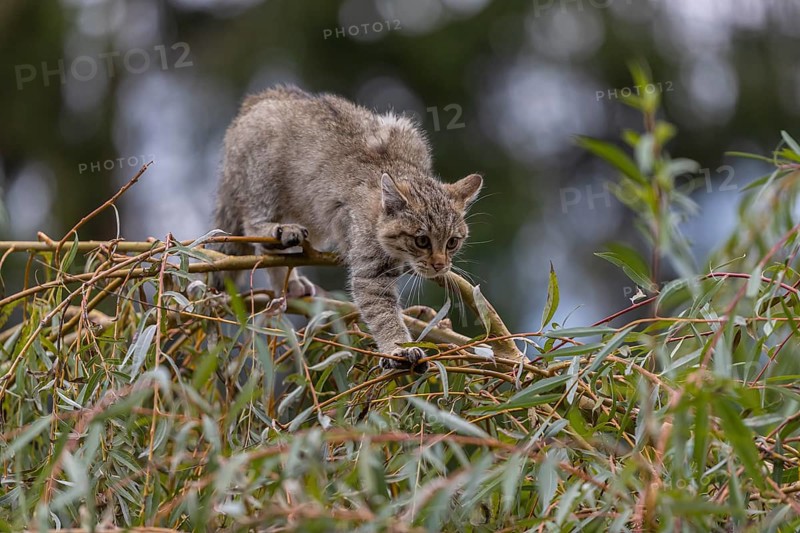 One young European wildcat, Felis silvestris silvestris, sitting in a green weeping willow tree. Green leaves all around