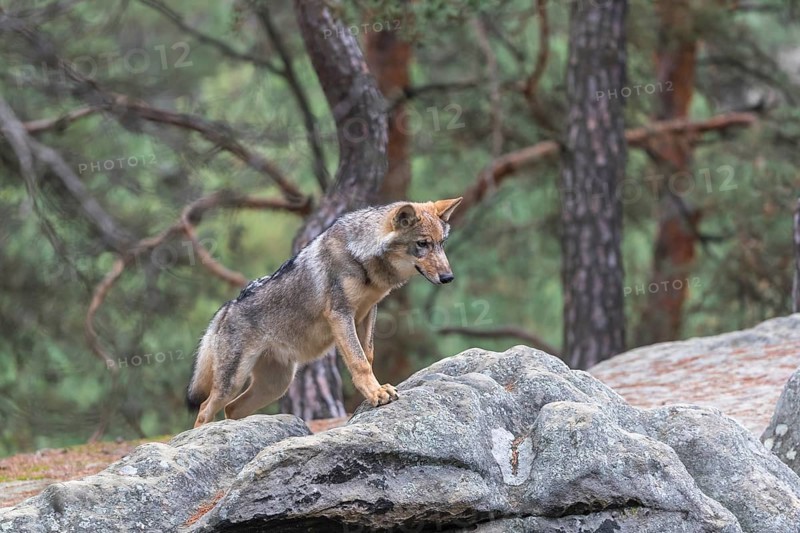 One young male eurasian gray wolf (Canis lupus lupus) running thru a forest with rocks and heather. Green vegetation in the background