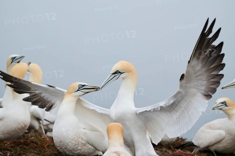 Northern gannet (Morus bassanus) couple, greeting each other, wildlife, Helgoland, Germany, Europe