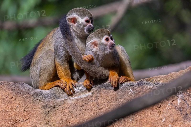 Two baby Central American squirrel monkey, Saimiri oerstedii, sitting on a red rock, playing