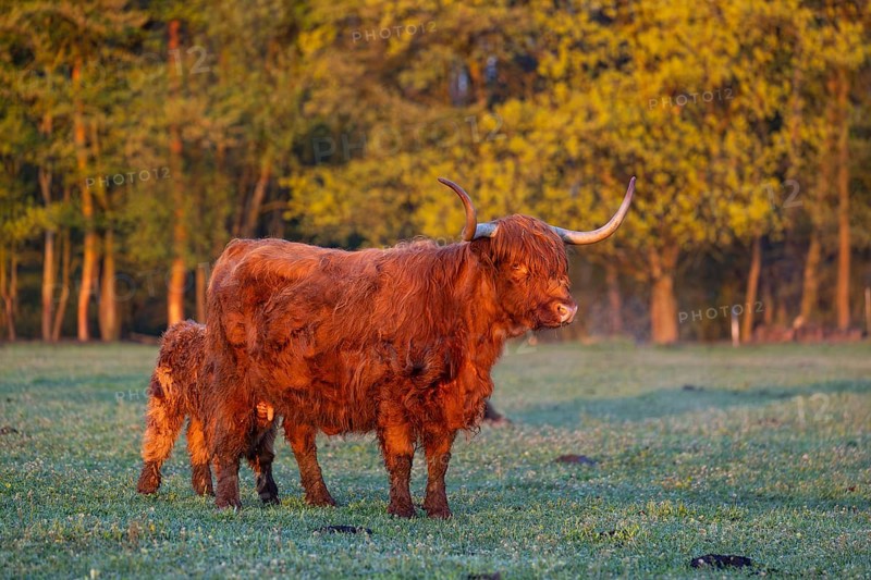 A highland cow (Bos primigenius taurus) suckles her calf