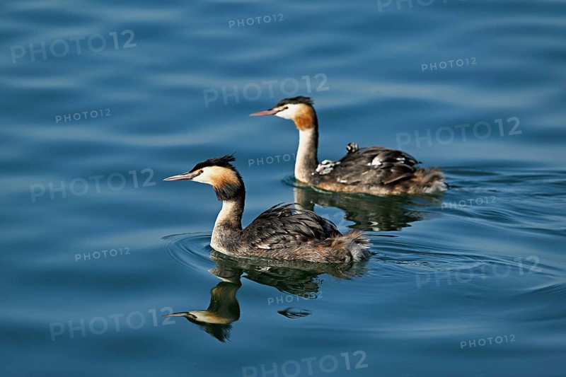 Great Crested Grebe (Podiceps Scalloped ribbonfish), pair with chicks in plumage swimming in the water, Lake Zug, Kanon Zug, Switzerland, Europe