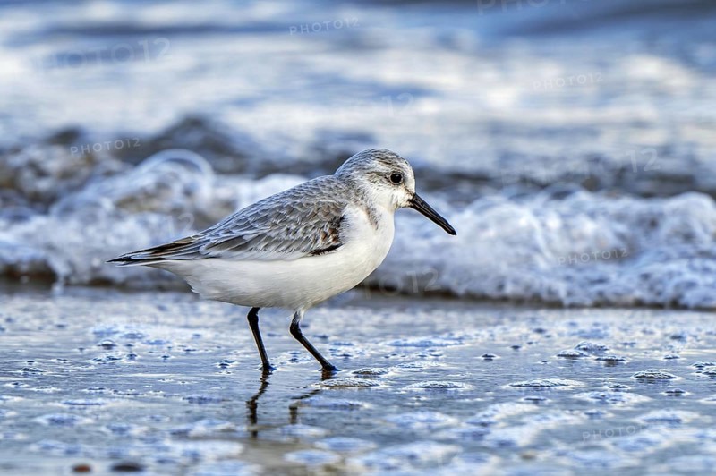 Sanderling (Calidris alba) in non-breeding plumage foraging in shallow water on sandy beach along the North Sea coast in winter
